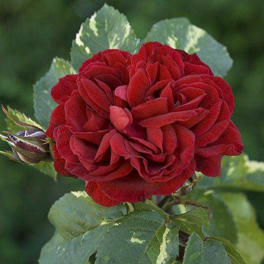 Elie Semoun/Ile Rouge