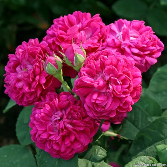 Rose De Resht