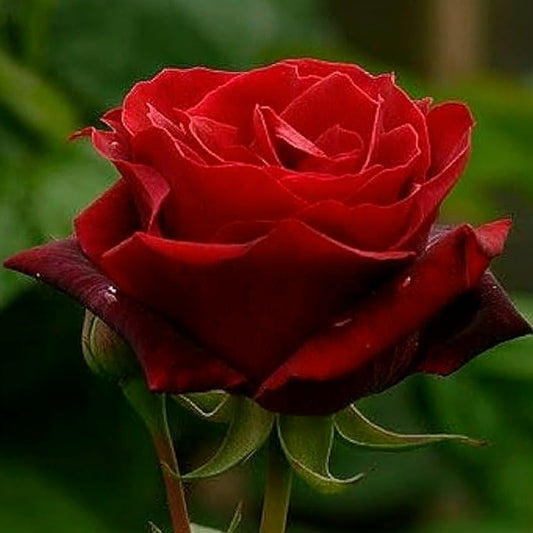 Royal Red