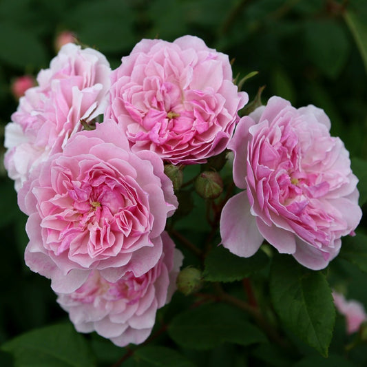 Romantic Siluetta