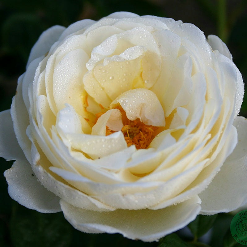 Uetersener  Klosterrose