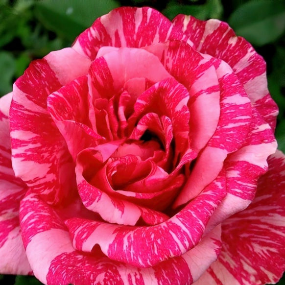 Pink Intuition