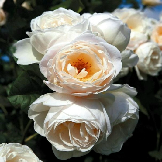 Uetersener  Klosterrose