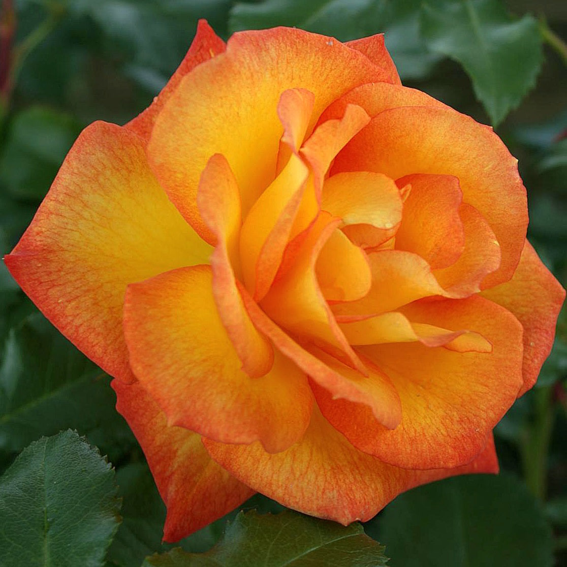 Types Of Orange Roses Names Of Orange Colored Roses Rose Assorted Color PK125 – Eblooms