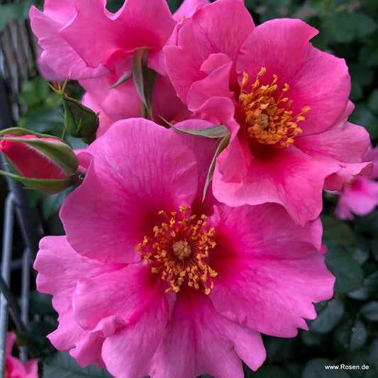SEE YOU in pink