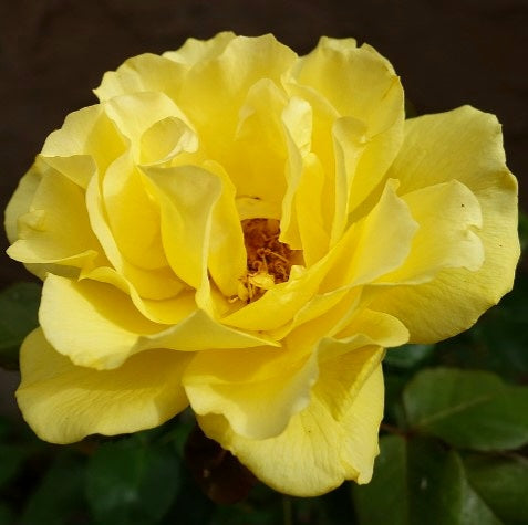 Tibet Rose