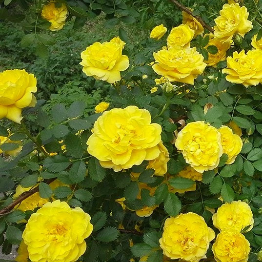 Persian Yellow