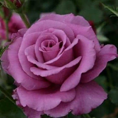 Shocking Blue