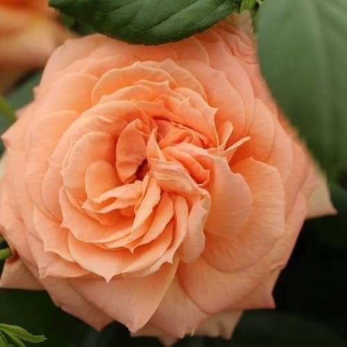 Lady Marmalade