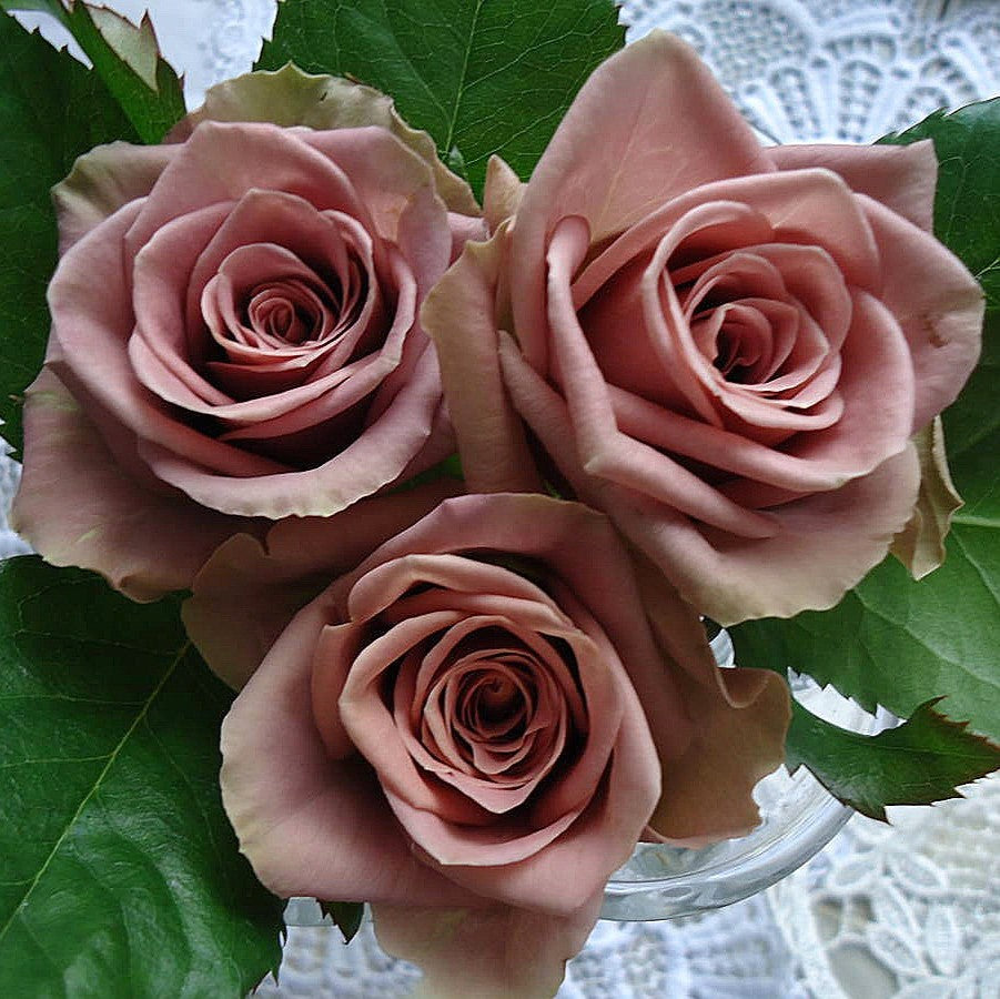 Simply Gorgeous – SIA Jūrmalas rozes