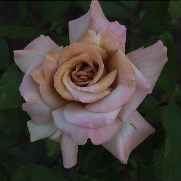 Stephen Rulo – SIA Jūrmalas rozes