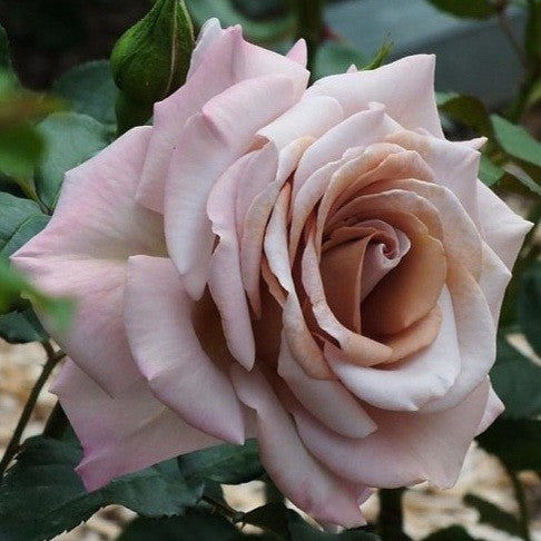 Stephen Rulo – SIA Jūrmalas rozes