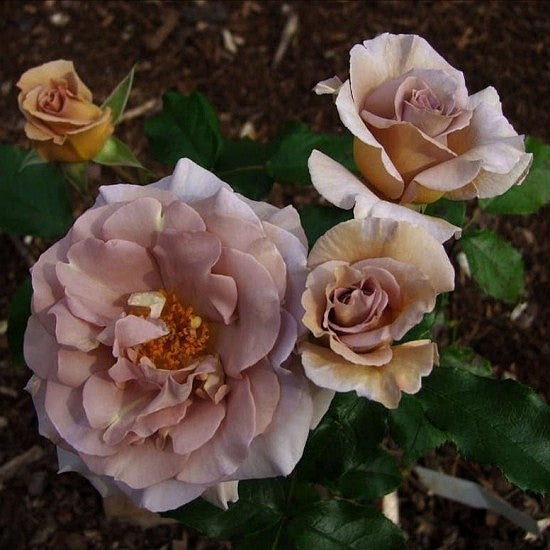 Stephen Rulo – SIA Jūrmalas rozes