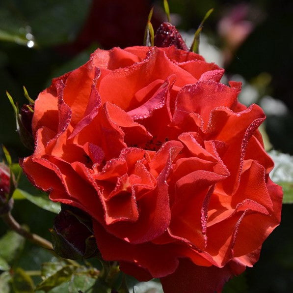 Rose De Montmerác 